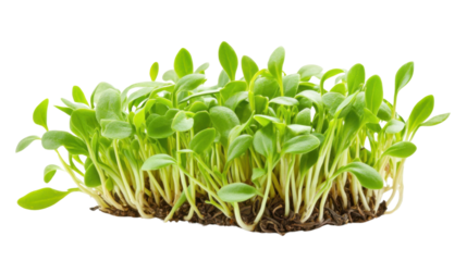 Plant in soil on transparent background