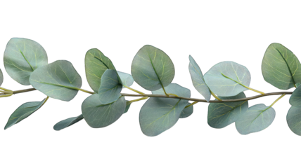 Eucalyptus branch with round leaves on black, horizontal for borders