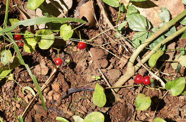 Close up of Partridge berries (Mitchella repens) with green leaves on the forest floor growing with moss.	