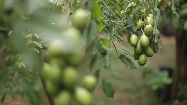 Kedondong fruit, also known as ambarella fruit, is still on the tree in the front garden of the house, ready to be harvested.