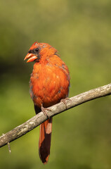 Male Northern Cardinal undergoing a feather molt in autumn