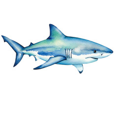 Majestic Watercolor Shark Ocean Wildlife Painting Art Blue Sea Animal Fish Image Marine Nature      