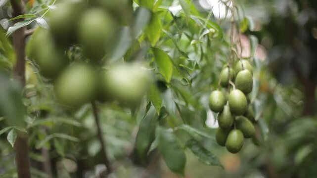 Kedondong fruit, also known as ambarella fruit, is still on the tree in the front garden of the house, ready to be harvested.