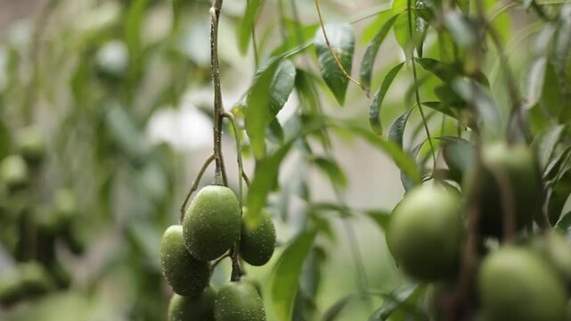 Kedondong fruit, also known as ambarella fruit, is still on the tree in the front garden of the house, ready to be harvested.