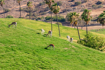 A herd of gazelles are grazing on a lush green hillside