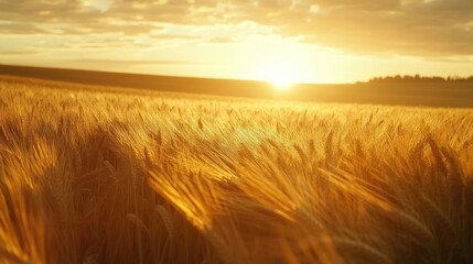 Obraz premium A vast golden wheat field at sunset with grains spilling from the harvest, illustrating the peaceful end of a day in a productive rural landscape