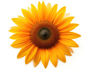 Fototapeta premium sunflower. close-up of sunflower surface texture. yellow flowers. isolated on a white background