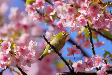 A white eye on the cherry blossom branch