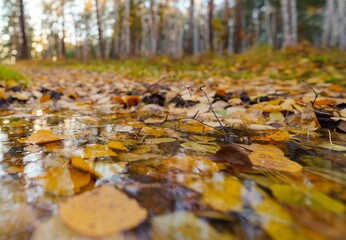 autumn leaves on the ground