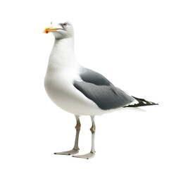 Fototapeta premium Isolated white seabird portrait of a grey and white gull with black head, beak, and feathers