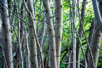Poplar trees in a forest
