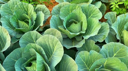 Cabbage in field, Cabbage growing in organic soil in field