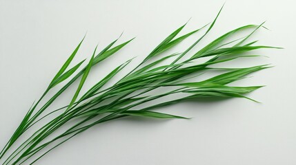 Fototapeta premium Green leaves arranged on a white background