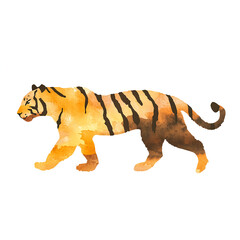 Watercolor, a simple illustration of a tiger walking, on a white background. 