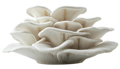 White oyster mushrooms isolated on a white background, high-resolution photography, realistic depiction. 