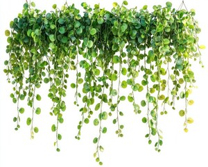 green hanging vine plant isolated on white background