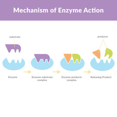 Lock and Key Model Enzyme Substrate Complex