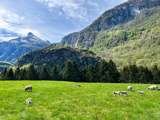 Sheep grazing in the mountains 