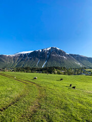 Sheep grazing in open field in the mountains