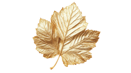 Gold leaf on transparent background