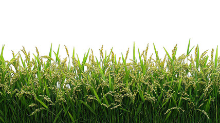 Fototapeta premium Golden rice field ready for harvest against dark background