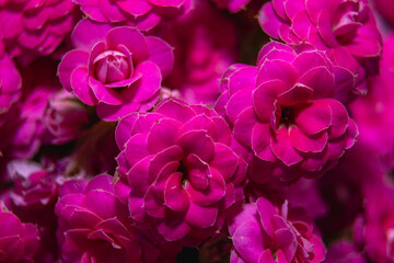 Naklejka premium Closeup of some came camellia flowers