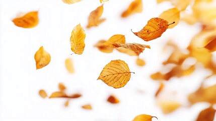 Fototapeta premium Falling autumn leaves, white background, seasonal design