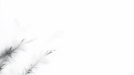Obraz premium Falling feathers, white background, minimalist design, website banner