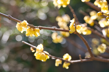 小春日和のロウバイの花