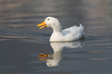 The domestic duck is a waterfowl bred for eggs, meat, or as pets. They descend from wild mallards, are adaptable, and social, and thrive in diverse environments.