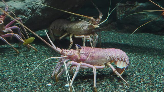 Long legged spiny lobster underwater