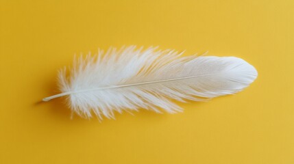 Obraz premium Single white feather on yellow background