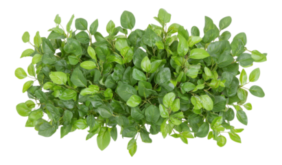 Vertical Green Wall with Lush Tropical Plants
