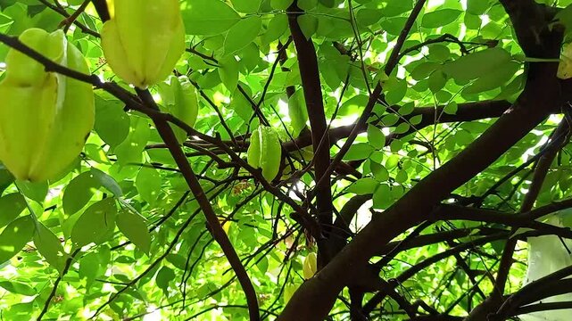  Averrhoa carambola or Starfruit plant is one of the popular fruit plants and has also been widely known by many people.