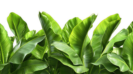 Lush banana leaves against black backdrop, ideal for tropical designs
