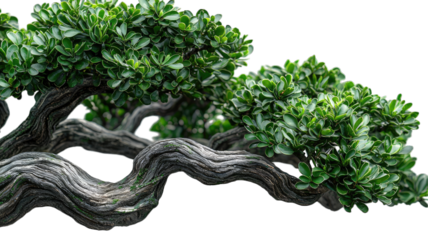 Lush bonsai tree with thick trunk and vibrant green leaves on black background