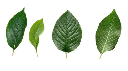 Obraz premium Natural of Tropical green leaves of leaf on transparent background