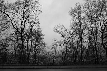 fine art trees