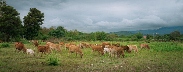 Grazing on the farm's grasslands. Cows graze on the green farm's grasslands.cover page, cover space