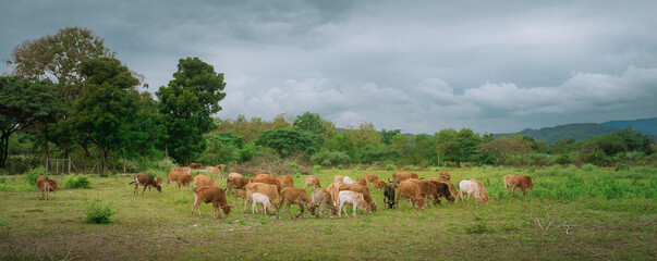 Grazing on the farm's grasslands. Cows graze on the green farm's grasslands.cover page, cover space
