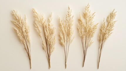 Fototapeta premium Five Beige Dried Grass Bunches Arranged Symmetrically
