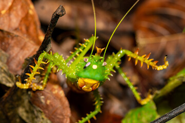 Panacanthus cuspidatus perched among dry leaves