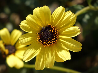 yellow flower in the garden