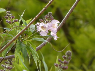 pink and white flowers