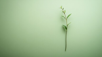 Single Green Plant Stem Against Pale Green Background