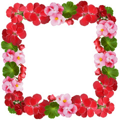 Obraz premium Elegant Red Pink Geranium Flower Frame Floral Design Border Card Image Photo Plant Color Nature 
