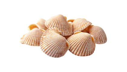 Raw shell png