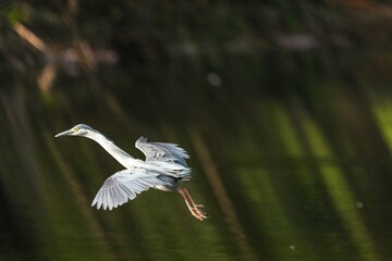 Green Egret, living naturally in Thailand