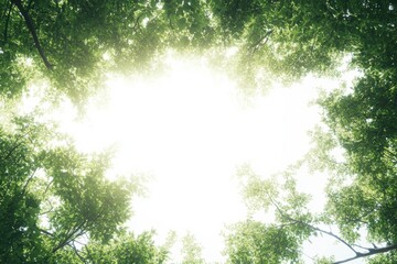 A serene view of sunlight filtering through lush green leaves, creating a natural canopy. This image evokes a sense of peace and connection to nature.