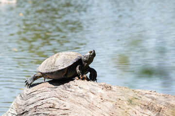 Obraz premium Turtle on a log, living naturally in Thailand